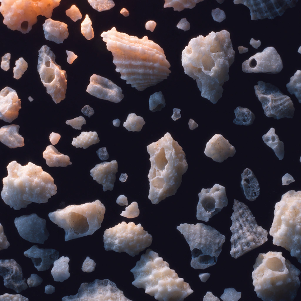 Carbonate sand grains under macro magnification